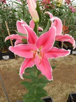 [5539 PO42 LUN 3350 No02.JPG]